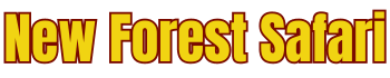 NewForestSafari
