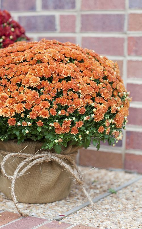 mums front porch fall displays mums front porch fall displays