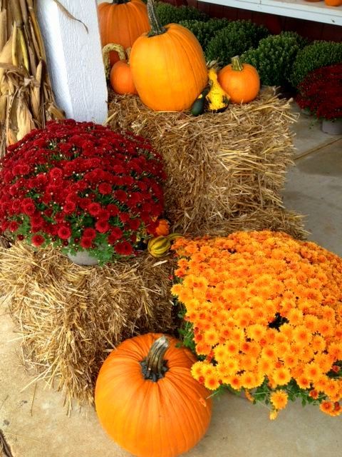 mums front porch fall displays mums front porch fall displays