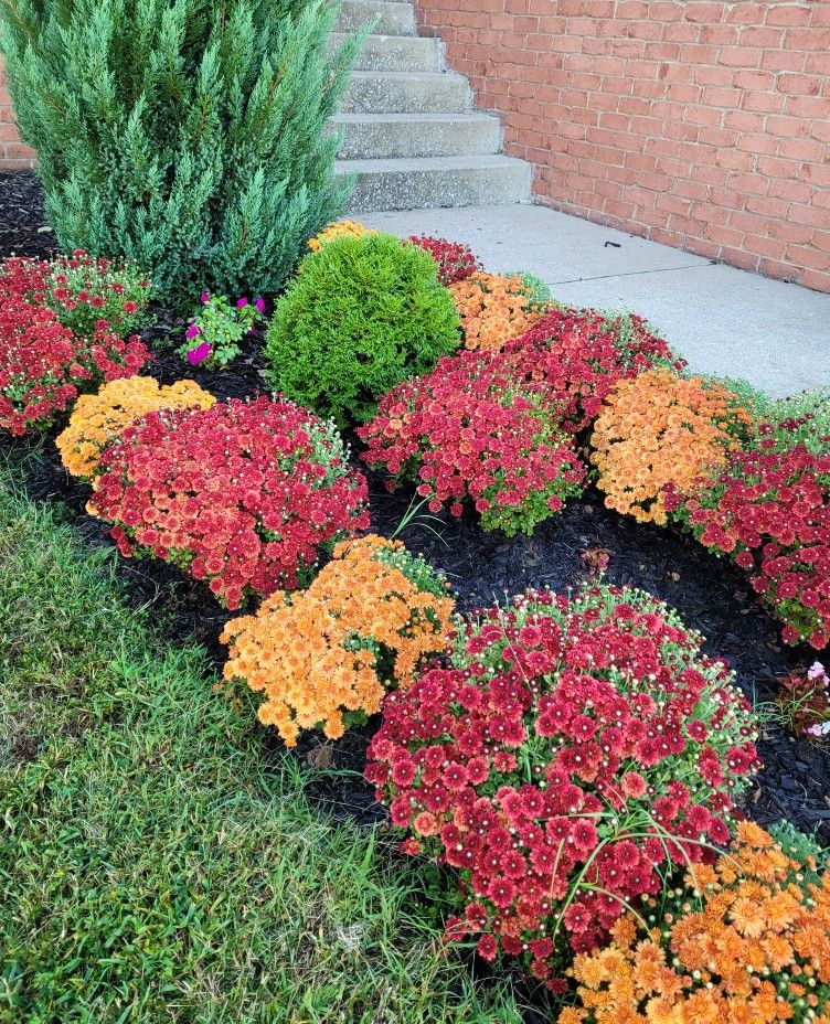 mums front porch fall displays mums front porch fall displays
