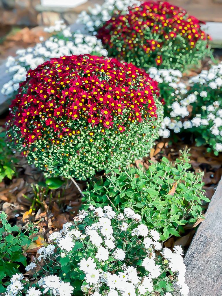 mums front porch fall displays mums front porch fall displays