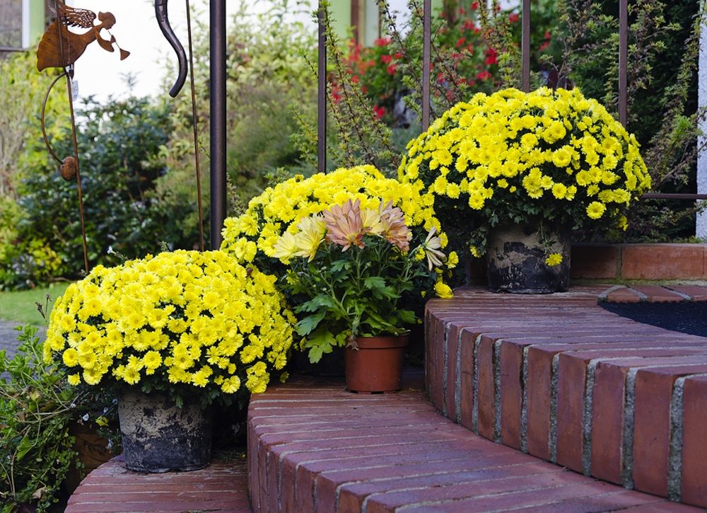 mums front porch fall displays mums front porch fall displays