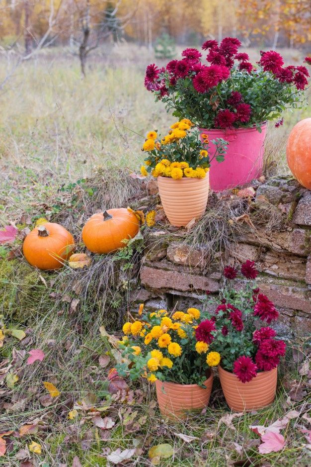 mums front porch fall displays mums front porch fall displays