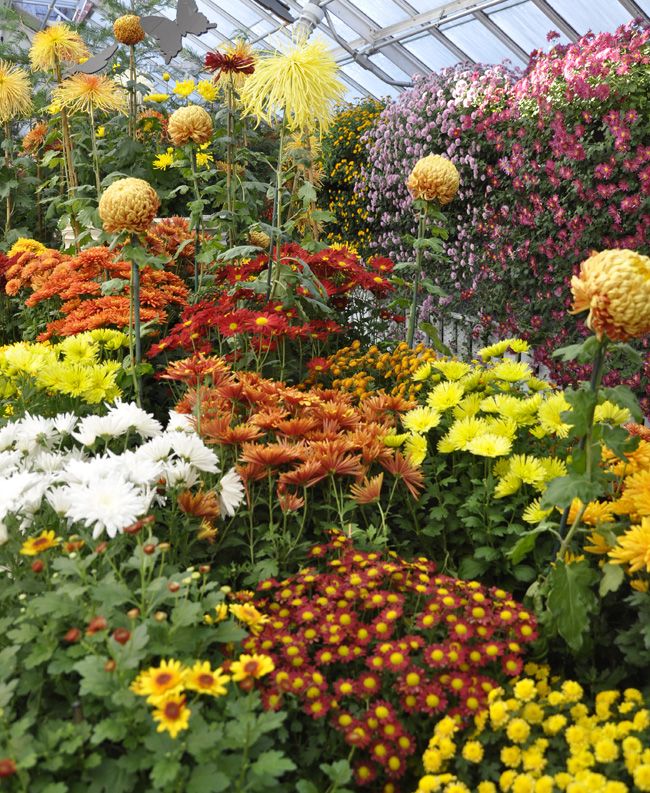 mums front porch fall displays mums front porch fall displays
