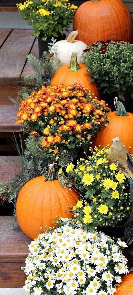mums front porch fall displays mums front porch fall displays