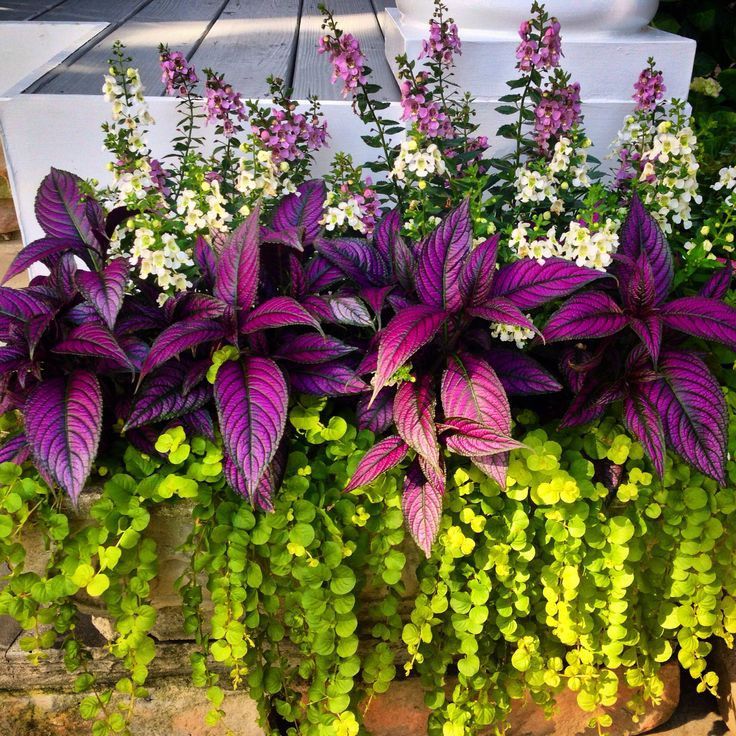 Front Porch Flower Pot Ideas