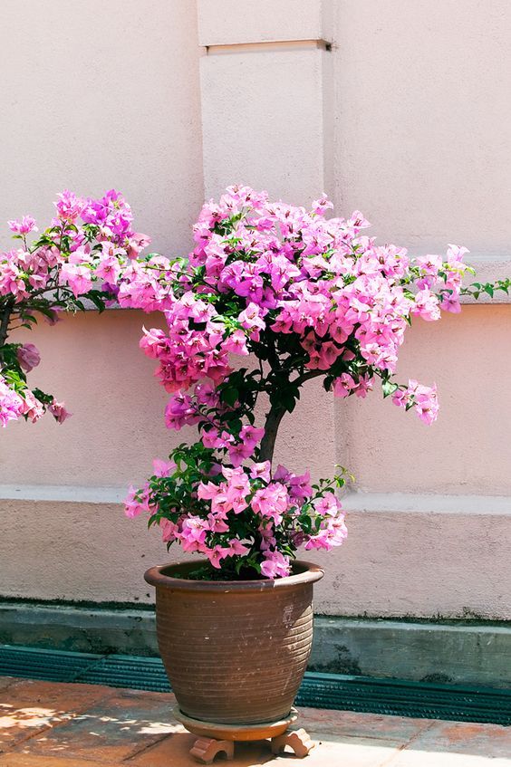 Front Porch Flower Pot Ideas