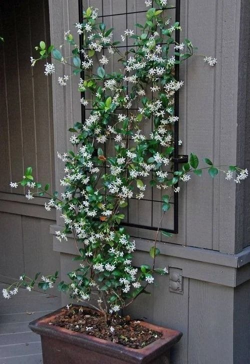 Front Porch Flower Pot Ideas