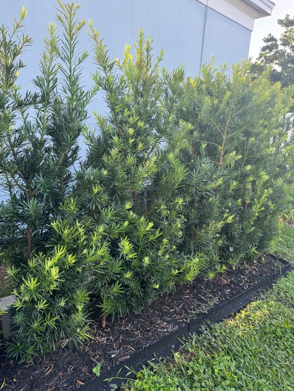 Frontyard Landscape Layouts